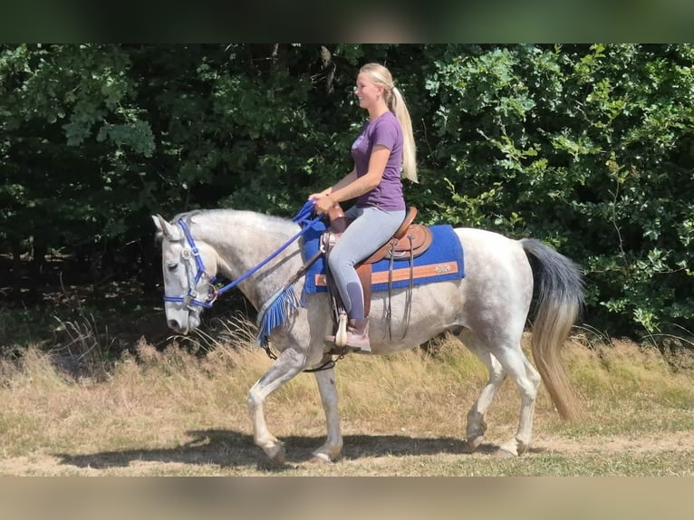 Pintos Wallach 8 Jahre 152 cm Schecke in Linkenbach