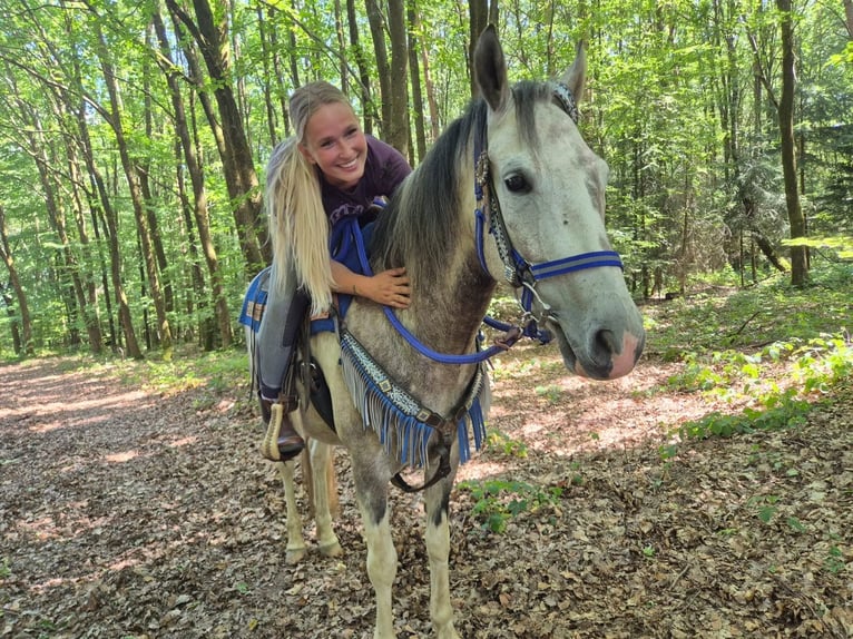 Pintos Wallach 8 Jahre 152 cm Schecke in Linkenbach