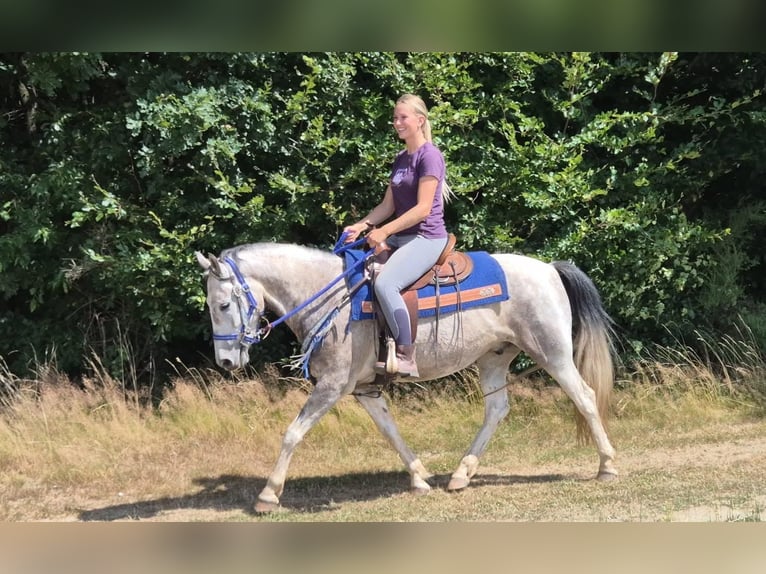 Pintos Wallach 8 Jahre 152 cm Schecke in Linkenbach