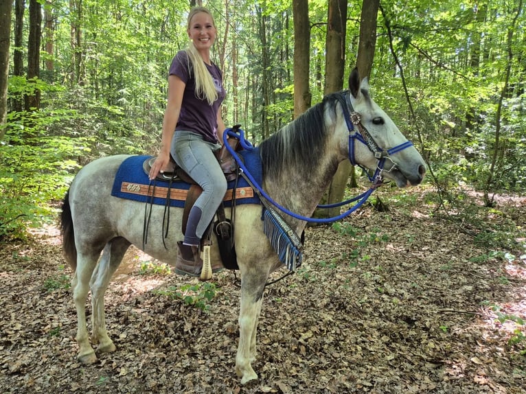 Pintos Wallach 8 Jahre 152 cm Schecke in Linkenbach
