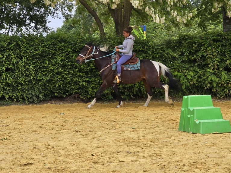 Pintos Wallach 8 Jahre 156 cm Schecke in Linkenbach