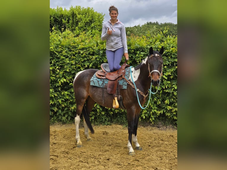 Pintos Wallach 8 Jahre 156 cm Schecke in Linkenbach