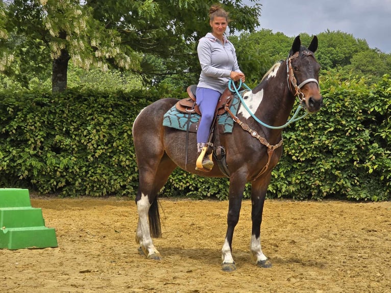 Pintos Wallach 8 Jahre 156 cm Schecke in Linkenbach