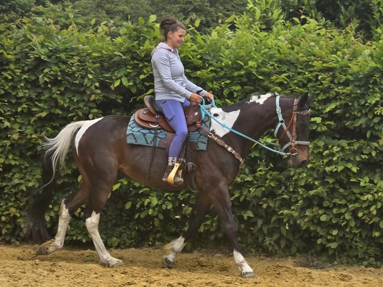 Pintos Wallach 8 Jahre 156 cm Schecke in Linkenbach