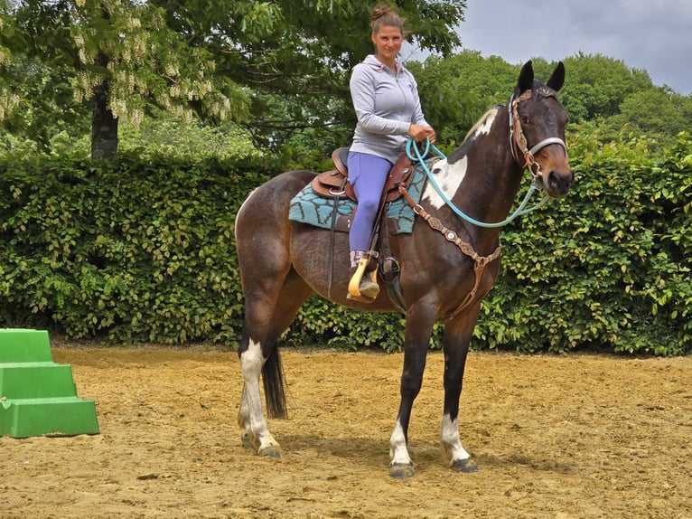 Pintos Wallach 8 Jahre 156 cm Schecke in Linkenbach