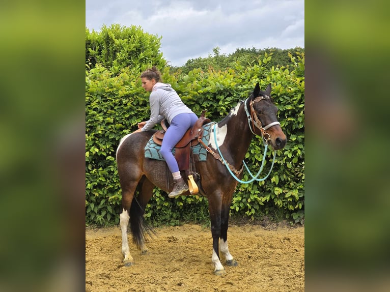 Pintos Wallach 8 Jahre 156 cm Schecke in Linkenbach