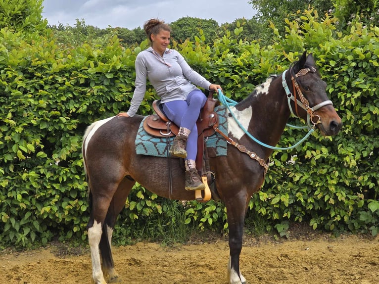 Pintos Wallach 8 Jahre 156 cm Schecke in Linkenbach