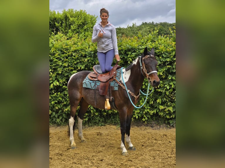 Pintos Wallach 8 Jahre 156 cm Schecke in Linkenbach