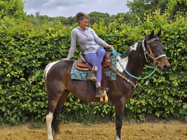 Pintos Wallach 8 Jahre 156 cm Schecke in Linkenbach