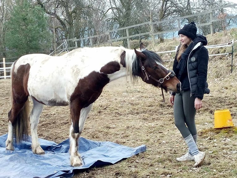 Pintos Wallach 9 Jahre 147 cm Schecke in Prackenbach