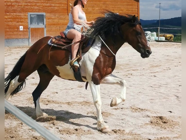 Pintos Mix Wallach 9 Jahre 153 cm Schecke in Zachenberg