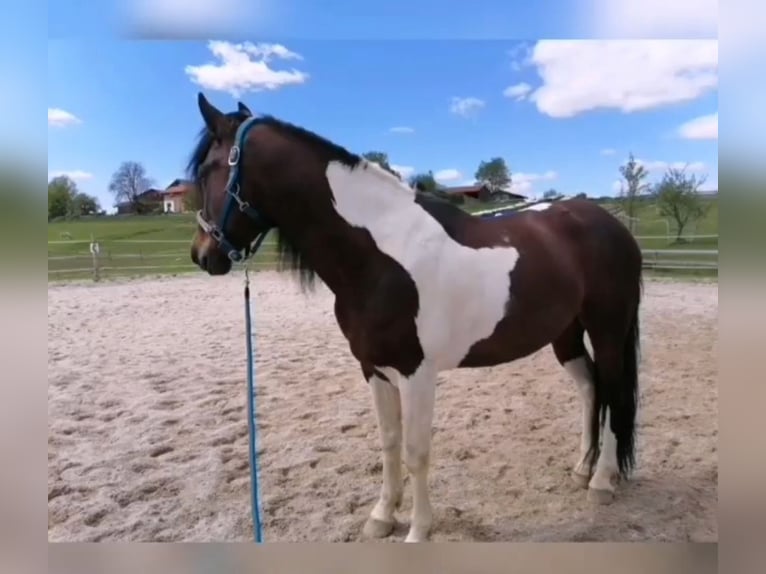 Pintos Mix Wallach 9 Jahre 153 cm Schecke in Zachenberg