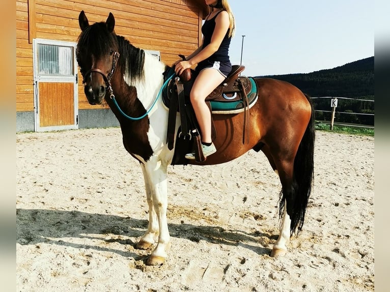 Pintos Mix Wallach 9 Jahre 153 cm Schecke in Zachenberg