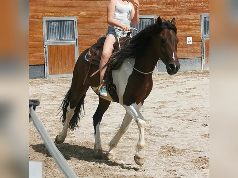 Pintos Mix Wallach 9 Jahre 153 cm Schecke in Zachenberg