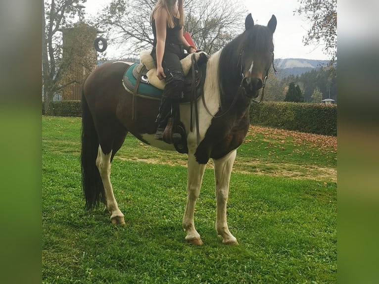 Pintos Mix Wallach 9 Jahre 153 cm Schecke in Zachenberg
