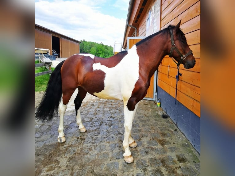 Pintos Mix Wallach 9 Jahre 153 cm Schecke in Zachenberg