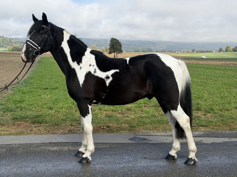 Pintos Mix Wallach 9 Jahre 157 cm Schecke in Riedlingen