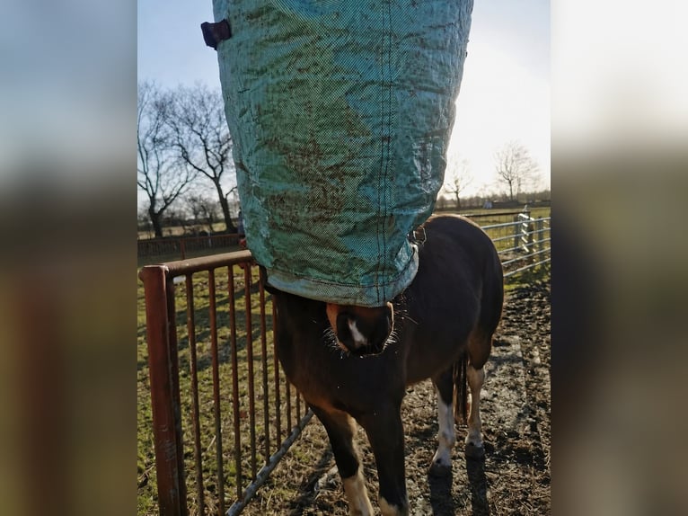 Pintos Wallach 9 Jahre 162 cm Schecke in Wanderup
