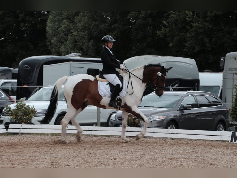 Pintos Wallach 9 Jahre 173 cm Schecke in Leer (Ostfriesland)