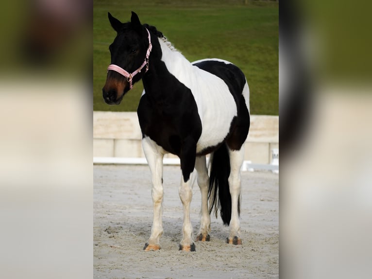 Pintos Yegua 10 años 158 cm Pío in Nettersheim