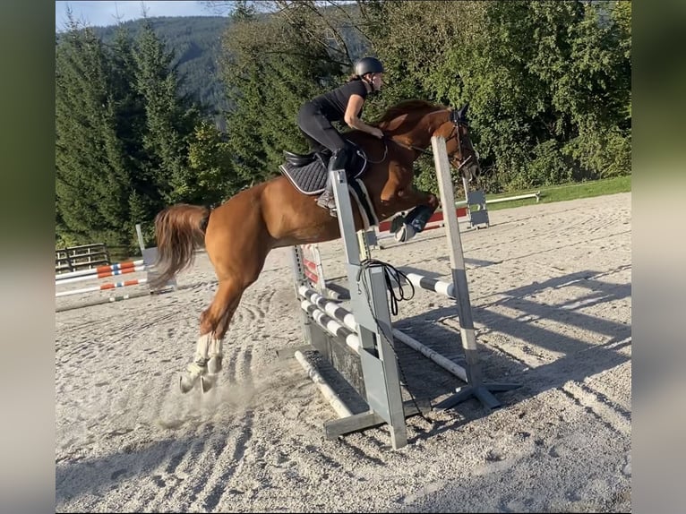 Pintos Yegua 11 años 162 cm Alazán in Flachau
