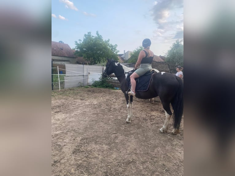 Pintos Yegua 12 años 140 cm Pío in Alth&#xF6;flein