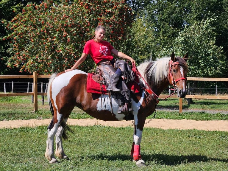 Pintos Yegua 12 años 153 cm Pío in Linkenbach