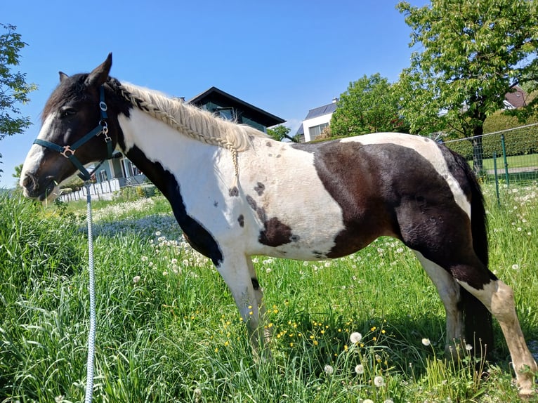 Pintos Yegua 13 años 170 cm Pío in Sankt Veit in der Südsteiermark