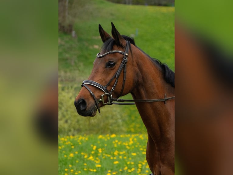 Pintos Mestizo Yegua 14 años 160 cm Castaño in Obersaxen
