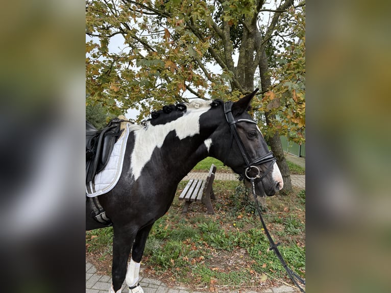 Pintos Mestizo Yegua 15 años 152 cm Pío in Esens
