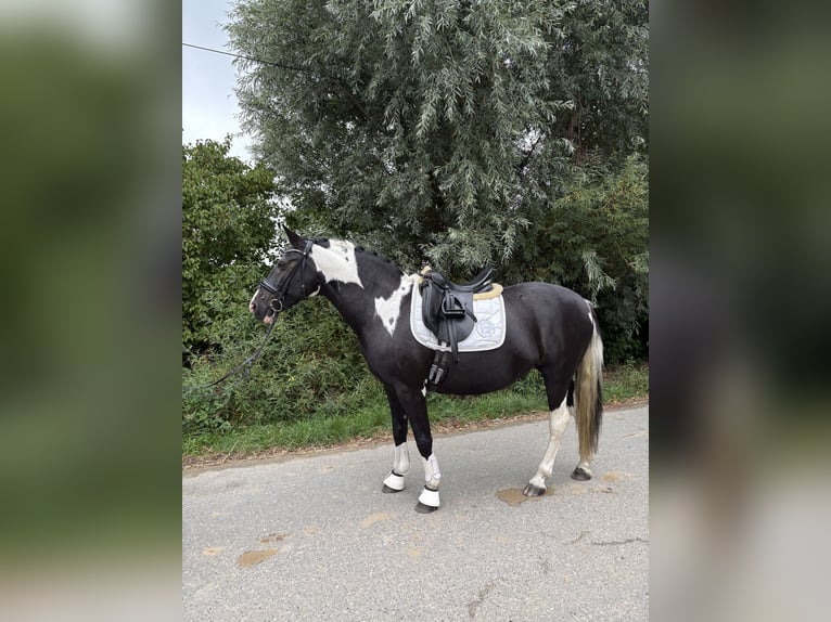 Pintos Mestizo Yegua 15 años 152 cm Pío in Esens