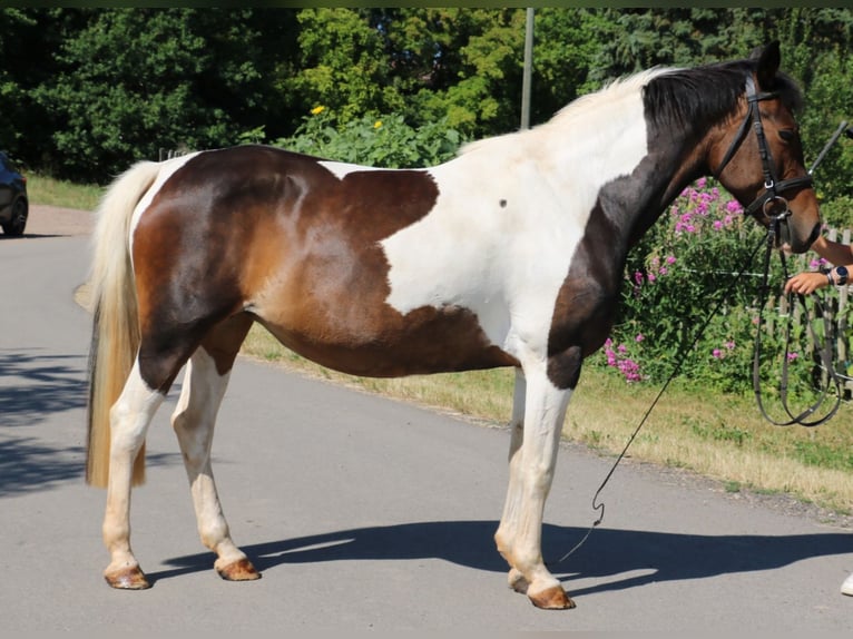Pintos Yegua 15 años 154 cm Pío in Röhrsdorf