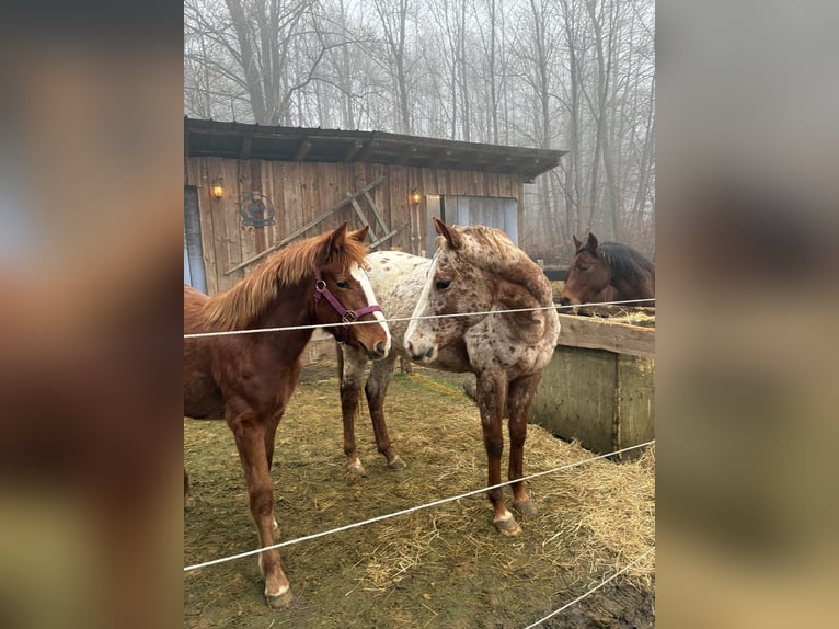 Pintos Mestizo Yegua 1 año 135 cm Alazán in Drolshagen