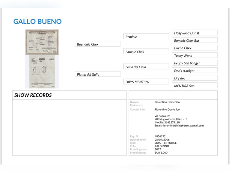 Pintos Mestizo Yegua 1 año 140 cm Tobiano-todas las-capas in Brindisi