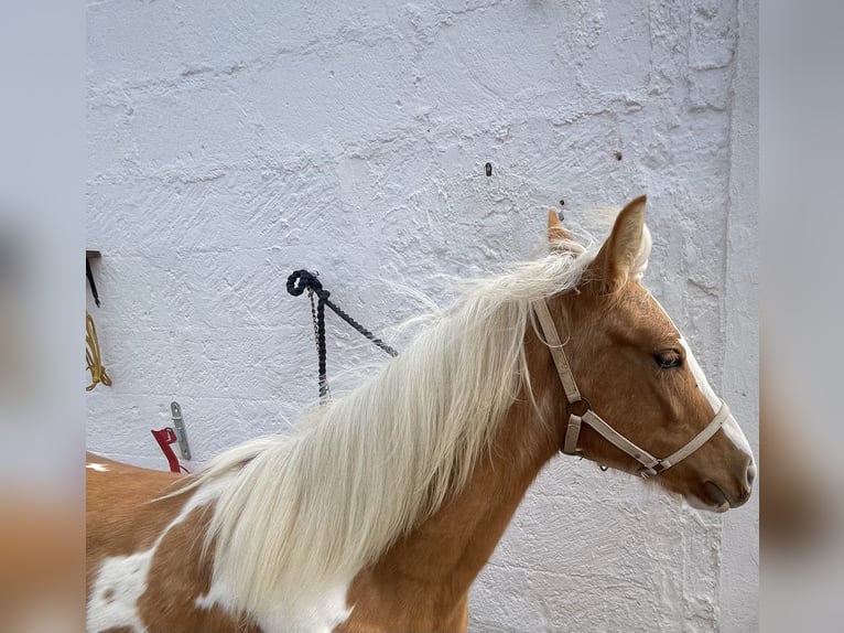 Pintos Mestizo Yegua 1 año 140 cm Tobiano-todas las-capas in Brindisi