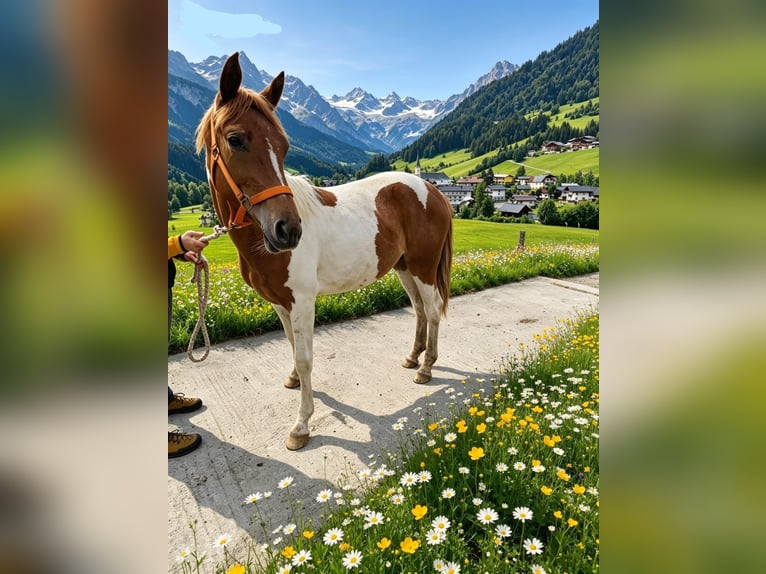 Pintos Yegua 1 año 160 cm Pío in Rußbach am Paß Gschütt