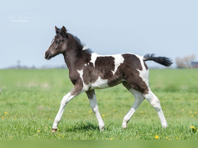 Pintos Yegua 2 años 145 cm Tobiano-todas las-capas in Demmin