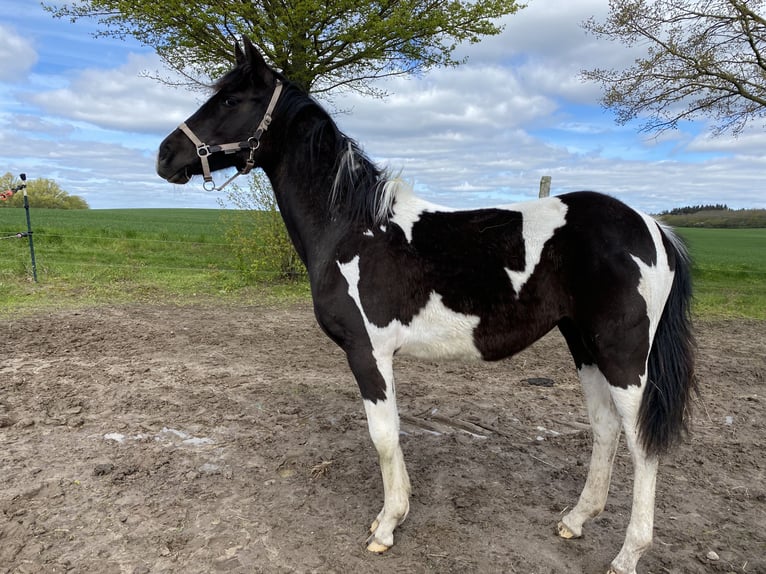 Pintos Yegua 2 años 145 cm Tobiano-todas las-capas in Demmin