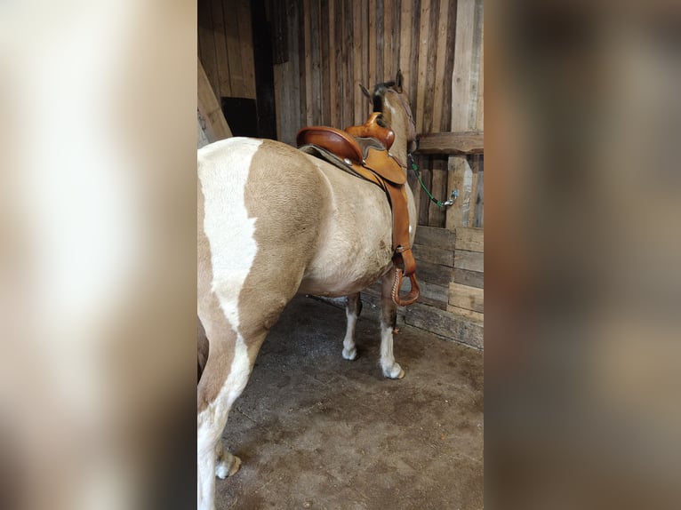 Pintos Yegua 2 años 153 cm Buckskin/Bayo in M&#xFC;nchberg