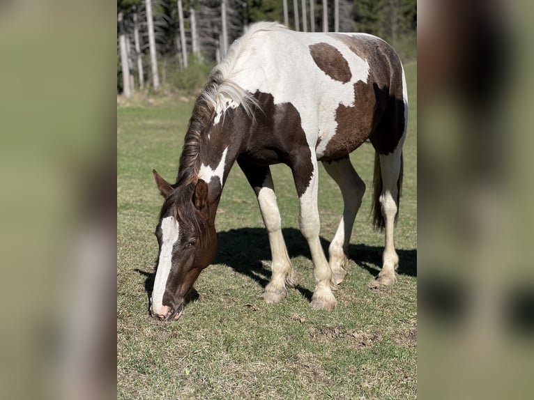 Pintos Mestizo Yegua 2 años 155 cm Pío in Katsch
