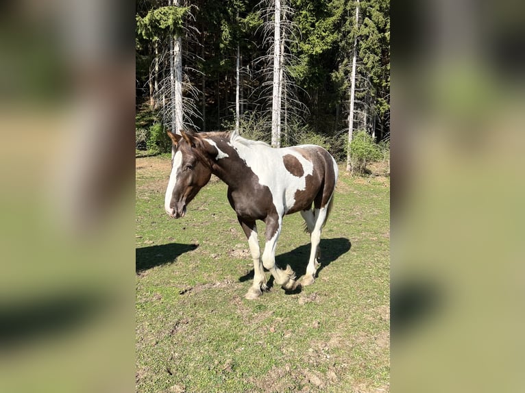 Pintos Mestizo Yegua 2 años 155 cm Pío in Katsch
