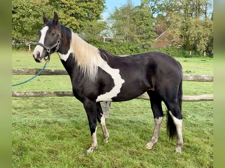 Pintos Yegua 2 años 158 cm Pío in Westerstede