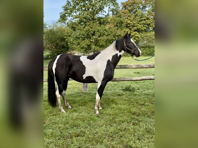 Pintos Yegua 2 años 158 cm Pío in Westerstede