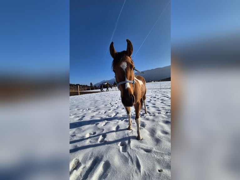 Pintos Mestizo Yegua 3 años 145 cm Pío in Hermagor-Pressegger See