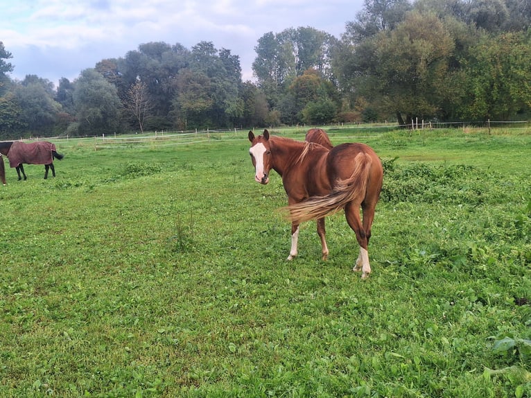 Pintos Yegua 3 años Pío in Ichenhausen