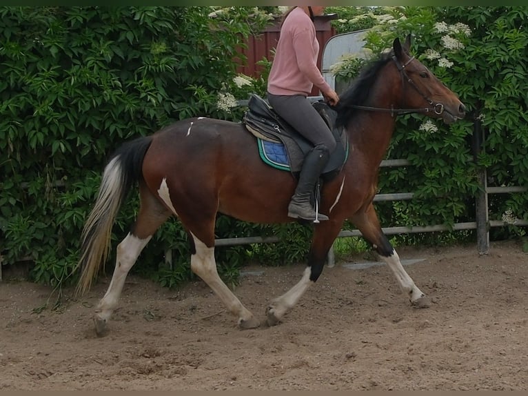 Pintos Yegua 4 años 152 cm Pío in Rudersdorf