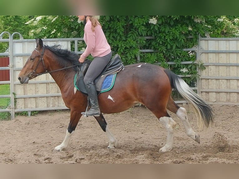 Pintos Yegua 4 años 152 cm Pío in Rudersdorf