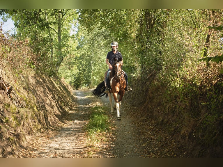 Pintos Yegua 4 años 155 cm Pío in Bréhal