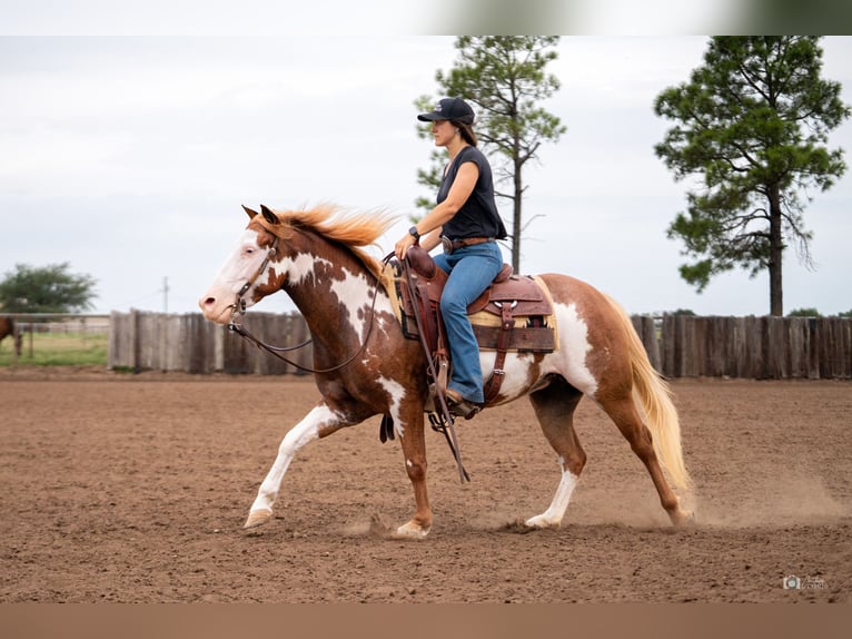 Pintos Yegua 5 años 137 cm Alazán rojizo in Addison, TX