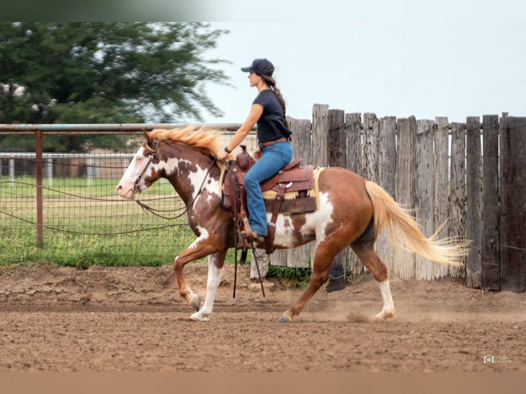 Pintos Yegua 5 años 137 cm Alazán rojizo in Addison, TX